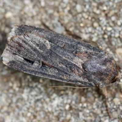 Agrotis infusa (Bogong Moth, Common Cutworm) at Hughes, ACT - 4 Jan 2024 by LisaH