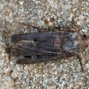 Agrotis infusa at Hughes, ACT - 4 Jan 2024