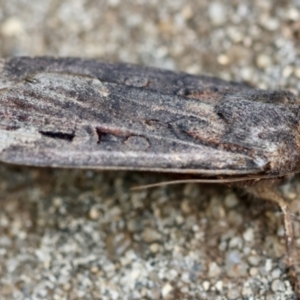 Agrotis infusa at Hughes, ACT - 4 Jan 2024