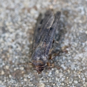 Agrotis infusa at Hughes, ACT - 4 Jan 2024