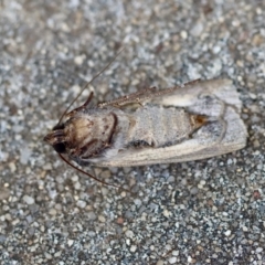 Agrotis infusa at Hughes, ACT - 4 Jan 2024