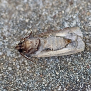 Agrotis infusa at Hughes, ACT - suppressed