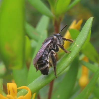 Leioproctus (Cladocerapis) sp. (genus & subgenus) (Persoonia Bee) at Budawang, NSW - 3 Jan 2024 by MatthewFrawley