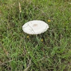 Macrolepiota dolichaula (Macrolepiota dolichaula) at Taylor, ACT - 3 Jan 2024 by Jiggy