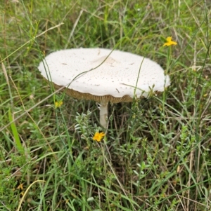 Macrolepiota dolichaula at Taylor, ACT - 4 Jan 2024