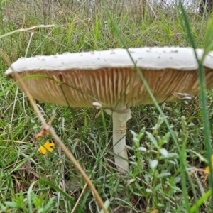 Macrolepiota dolichaula at Taylor, ACT - 4 Jan 2024