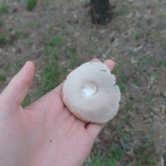 Tylopilus sp. at Tarago, NSW - 4 Jan 2024 06:26 PM