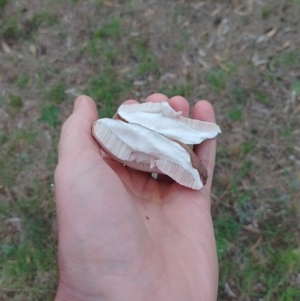 Tylopilus sp. at Tarago, NSW - 4 Jan 2024