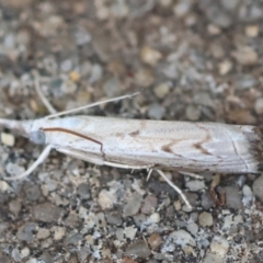 Culladia cuneiferellus (Crambinae moth) at Hughes, ACT - 4 Jan 2024 by LisaH