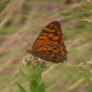 Geitoneura acantha at QPRC LGA - 3 Jan 2024