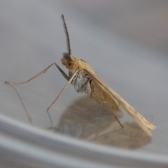 Scopula rubraria (Reddish Wave, Plantain Moth) at Hughes, ACT - 4 Jan 2024 by LisaH