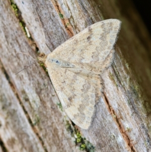 Scopula rubraria at Hughes, ACT - 4 Jan 2024