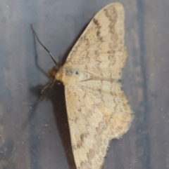 Scopula rubraria at Hughes, ACT - 4 Jan 2024