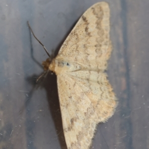 Scopula rubraria at Hughes, ACT - 4 Jan 2024