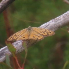 Heteronympha merope (Common Brown Butterfly) at QPRC LGA - 3 Jan 2024 by MatthewFrawley