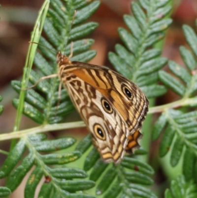 Geitoneura acantha (Ringed Xenica) at QPRC LGA - 4 Jan 2024 by LisaH