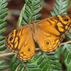 Geitoneura acantha at QPRC LGA - suppressed