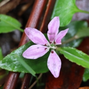 Schelhammera undulata at QPRC LGA - 4 Jan 2024