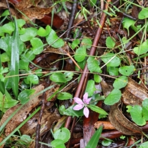 Schelhammera undulata at QPRC LGA - 4 Jan 2024