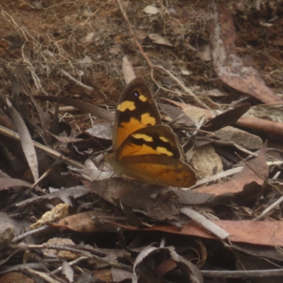 Heteronympha merope (Common Brown Butterfly) at QPRC LGA - 3 Jan 2024 by MatthewFrawley