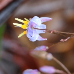 Dianella tasmanica (Tasman Flax Lily) at Mongarlowe River - 4 Jan 2024 by LisaH