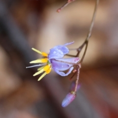 Dianella tasmanica at QPRC LGA - 4 Jan 2024