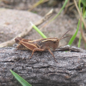 Phaulacridium vittatum at QPRC LGA - 3 Jan 2024