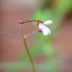 Pullenia gunnii (A Tick-Trefoil) at Mongarlowe River - 4 Jan 2024 by LisaH