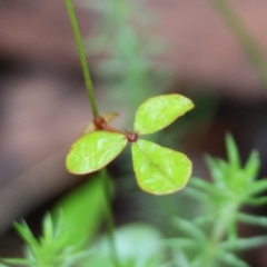 Pullenia gunnii at QPRC LGA - 4 Jan 2024