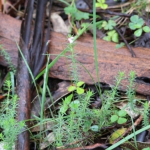 Pullenia gunnii at QPRC LGA - 4 Jan 2024