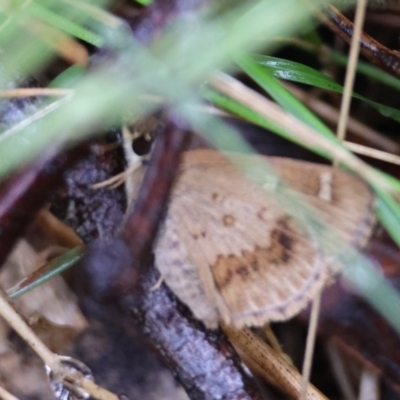 Toxidia parvula (Banded Grass-skipper) at Mongarlowe, NSW - 4 Jan 2024 by LisaH