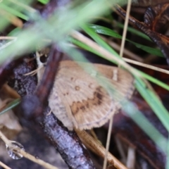 Toxidia parvula at QPRC LGA - 4 Jan 2024