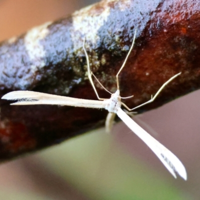 Pterophoridae (family) (A Plume Moth) at QPRC LGA - 4 Jan 2024 by LisaH