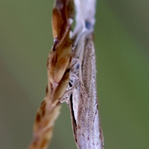 Culladia cuneiferellus at QPRC LGA - suppressed