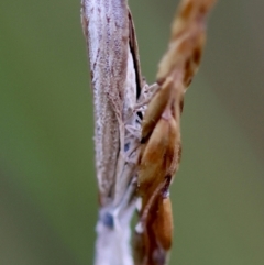 Culladia cuneiferellus at QPRC LGA - suppressed