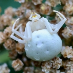 Thomisus spectabilis (Spectacular Crab Spider) at QPRC LGA - 4 Jan 2024 by LisaH