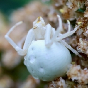 Thomisus spectabilis at QPRC LGA - 4 Jan 2024