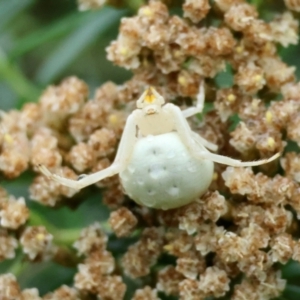 Thomisus spectabilis at QPRC LGA - suppressed