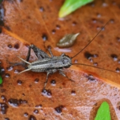 Bobilla aff. victoriae at Mongarlowe, NSW - 4 Jan 2024 by LisaH