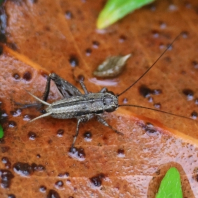 Bobilla aff. victoriae at Mongarlowe River - 4 Jan 2024 by LisaH