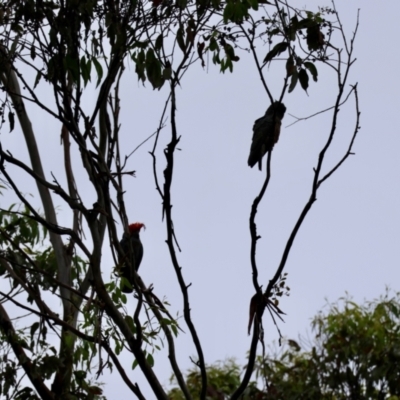 Callocephalon fimbriatum (Gang-gang Cockatoo) at Mongarlowe, NSW - 4 Jan 2024 by LisaH