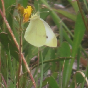 Pieris rapae at QPRC LGA - 3 Jan 2024 02:22 PM