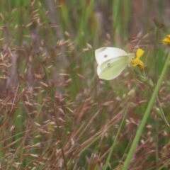 Pieris rapae at QPRC LGA - 3 Jan 2024