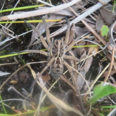 Tasmanicosa sp. (genus) (Tasmanicosa wolf spider) at QPRC LGA - 3 Jan 2024 by MatthewFrawley