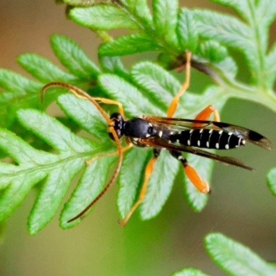 Echthromorpha intricatoria (Cream-spotted Ichneumon) at Mongarlowe River - 4 Jan 2024 by LisaH