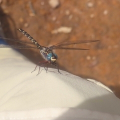 Unidentified Dragonfly (Anisoptera) at QPRC LGA - 3 Jan 2024 by MatthewFrawley