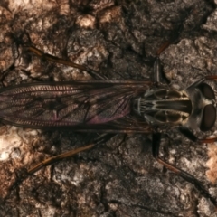 Cerdistus sp. (genus) (Slender Robber Fly) at Mount Ainslie - 4 Jan 2024 by jb2602