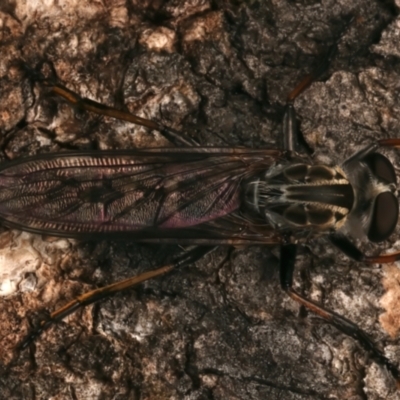 Unidentified Robber fly (Asilidae) at Mount Ainslie - 4 Jan 2024 by jb2602