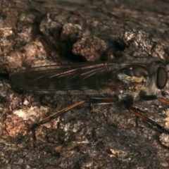 Cerdistus sp. (genus) at Mount Ainslie - 4 Jan 2024