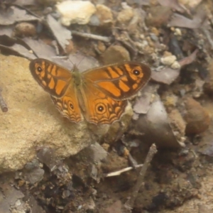 Geitoneura acantha at QPRC LGA - 3 Jan 2024